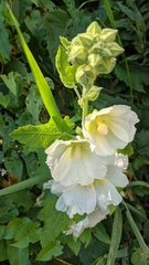 Alcea rosea