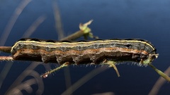 Spodoptera ornithogalli