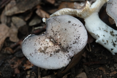 Russula parazurea