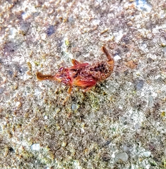 Hylicinae