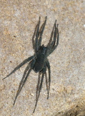 Pardosa lapidicina