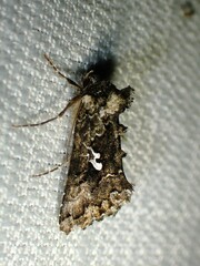 Syngrapha alias