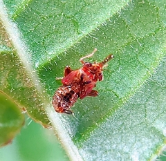 Hylicinae