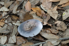 Russula parazurea