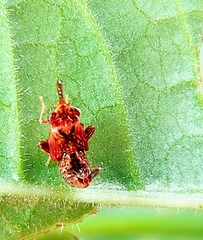 Hylicinae
