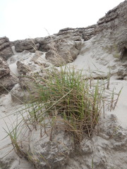 Deschampsia cespitosa cespitosa