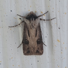 Agrotis malefida
