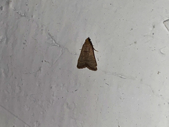 Bostra obsoletalis