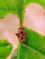 Hylicinae