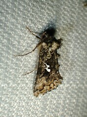 Syngrapha alias