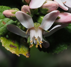 Pterostemon rotundifolius