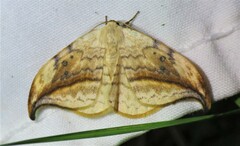 Drepana arcuata