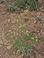 Sisymbrium altissimum