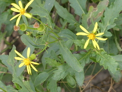 Senecio fremontii
