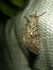 Syngrapha viridisigma