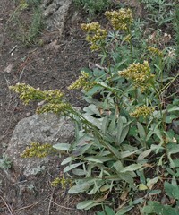 Solidago missouriensis