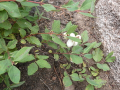 Symphoricarpos occidentalis