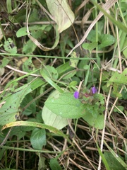 Prunella vulgaris