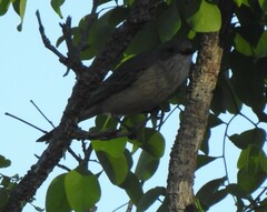Pachycephala rufiventris