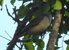 Pachycephala rufiventris