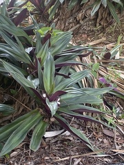 Tradescantia spathacea