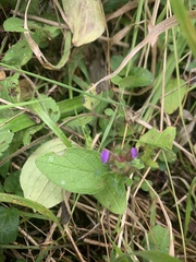 Prunella vulgaris