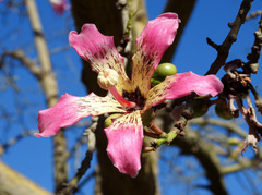 Ceiba speciosa