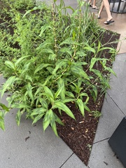 Persicaria extremiorientalis