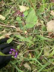 Prunella vulgaris