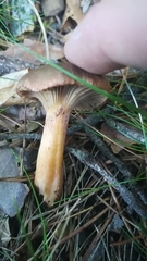 Chroogomphus rutilus