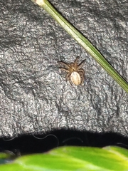 Larinia