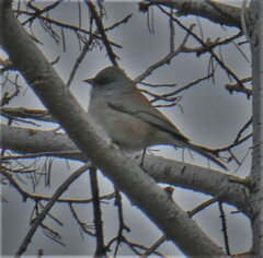 Junco hyemalis caniceps