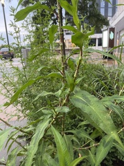 Persicaria extremiorientalis