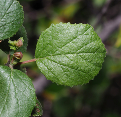 Pterostemon rotundifolius