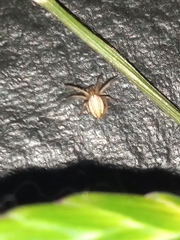 Larinia