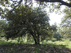 Quercus resinosa