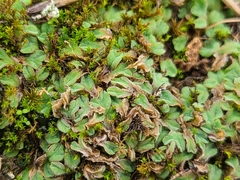 Riccia gougetiana