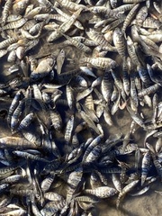 Cyprinodon variegatus