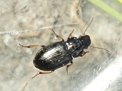 Carabidae