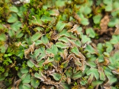 Riccia gougetiana