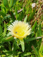 Carpobrotus edulis edulis