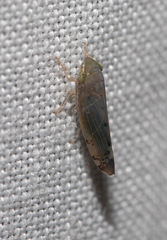 Synophropsis lauri
