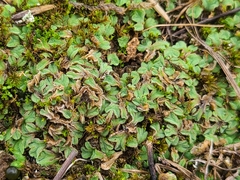 Riccia gougetiana