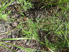 Kellochloa verrucosa