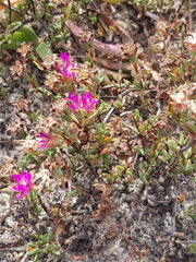 Lampranthus leptaleon