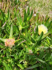 Carpobrotus edulis edulis