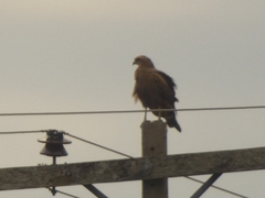 Buteogallus meridionalis