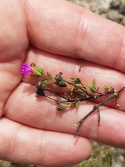 Lampranthus leptaleon