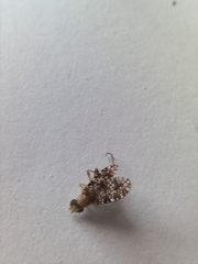 Trypetoptera punctulata