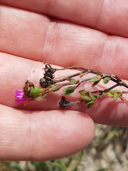 Lampranthus leptaleon